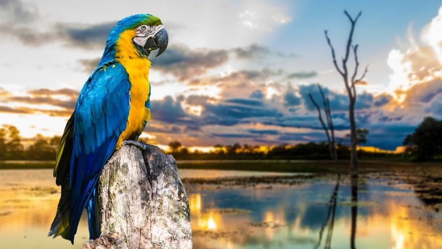 Amazon Clipper - Cruzeiro pelo Rio Negro - Pacote Turístico - Turvicam